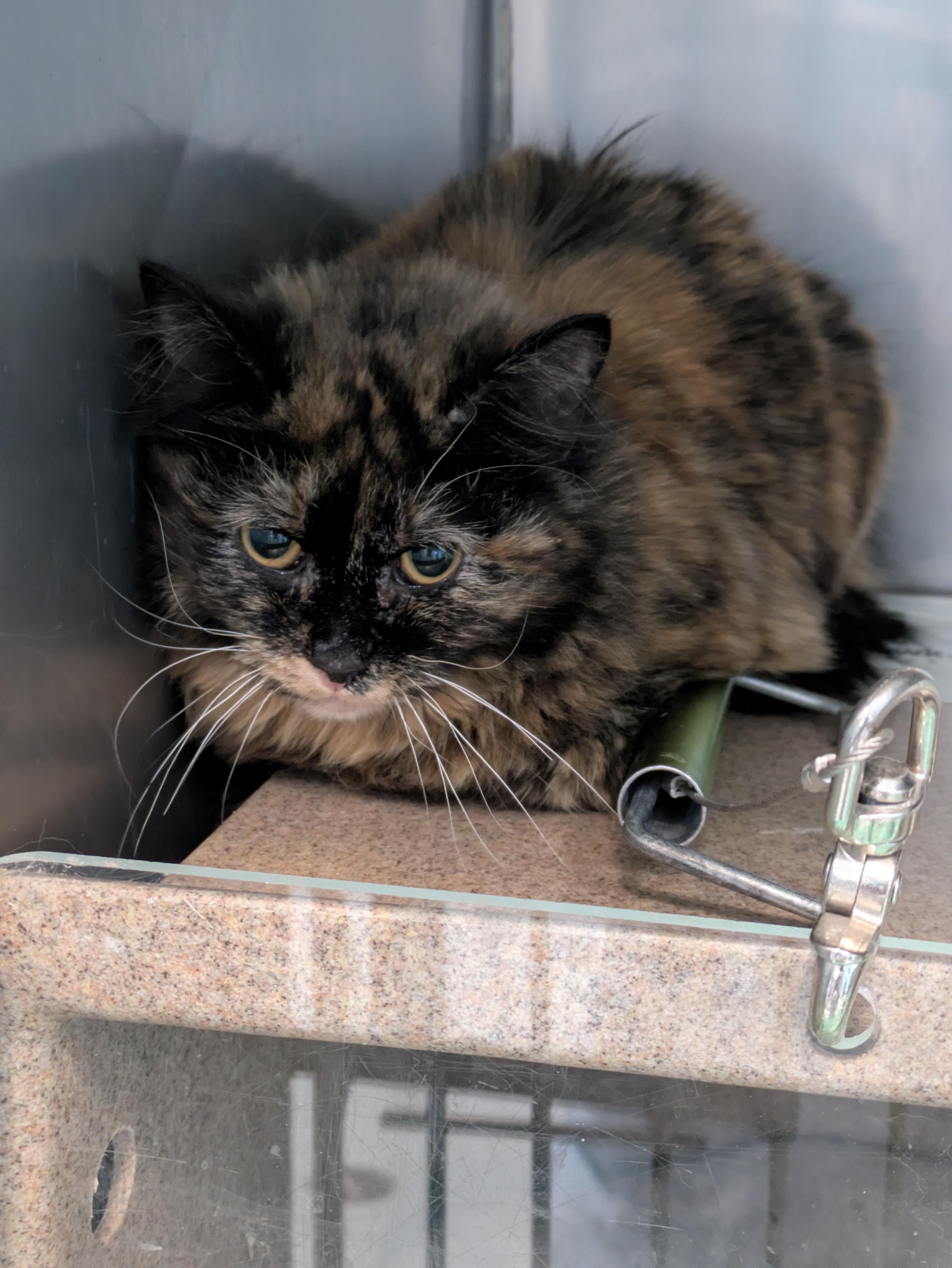Crocodile (Barn Cat), adopted, Adult Female Domestic Medium Hair.