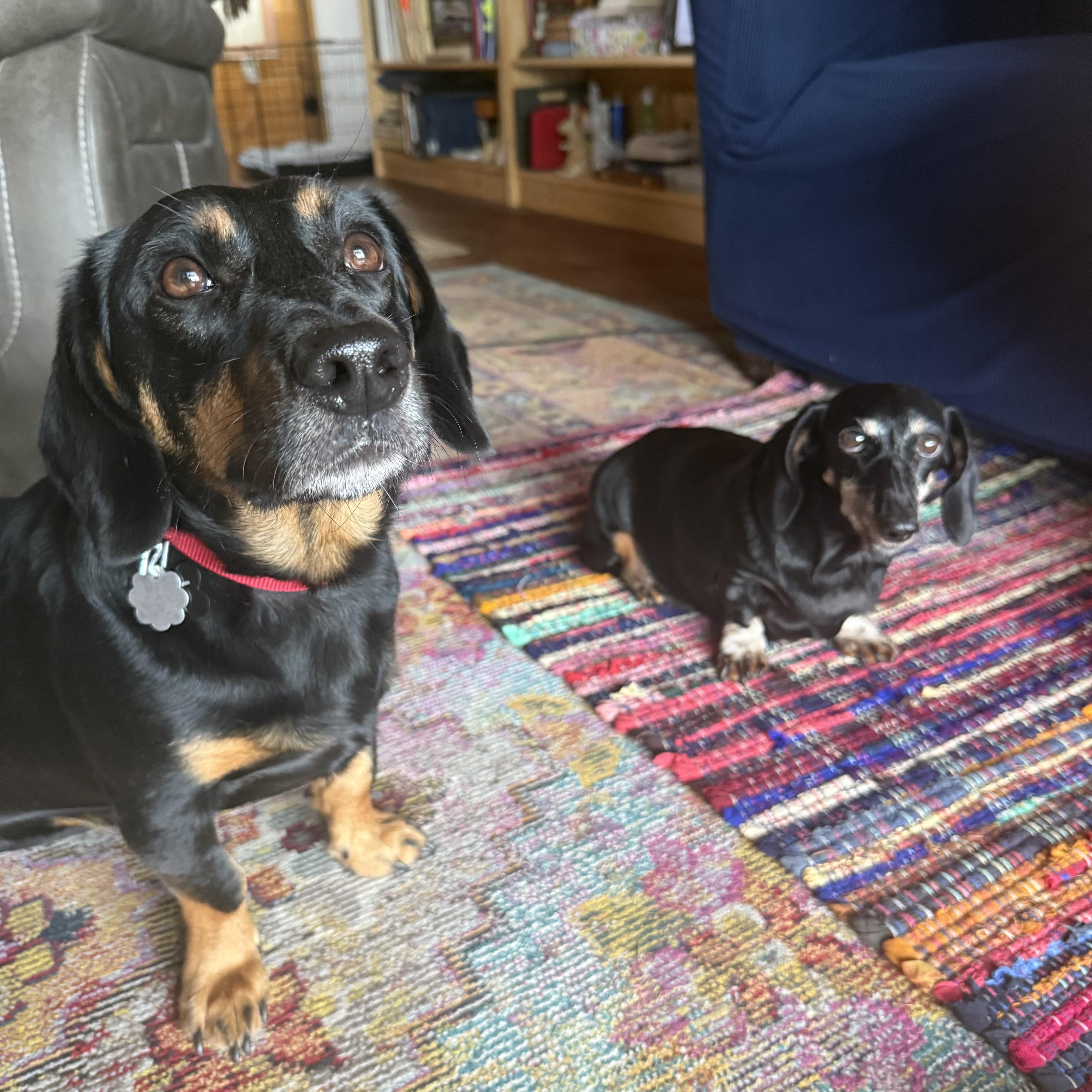 Winston, a Adopted Dachshund in Nashville, TN image 2/4