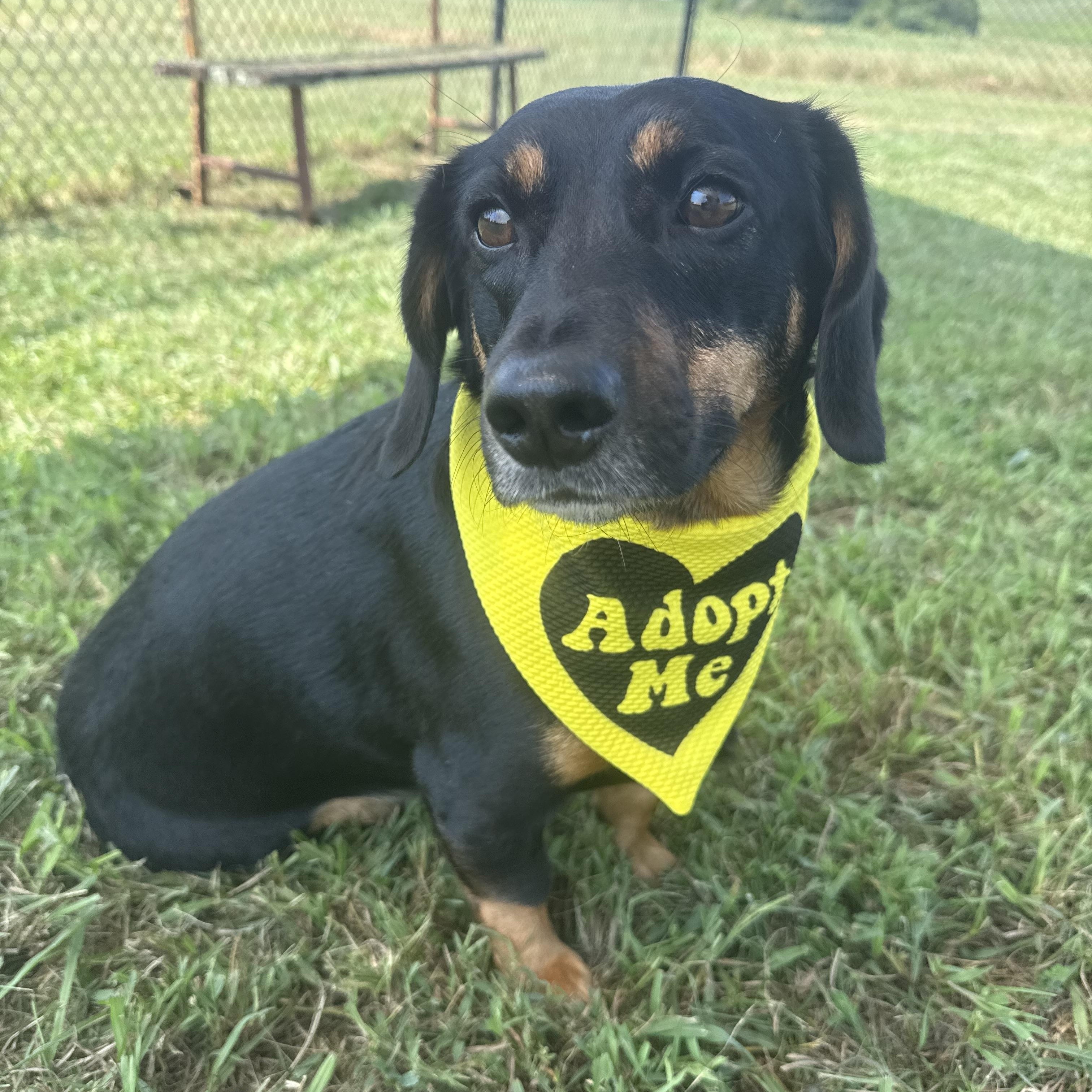 Winston, a Adopted Dachshund in Nashville, TN image 1/4