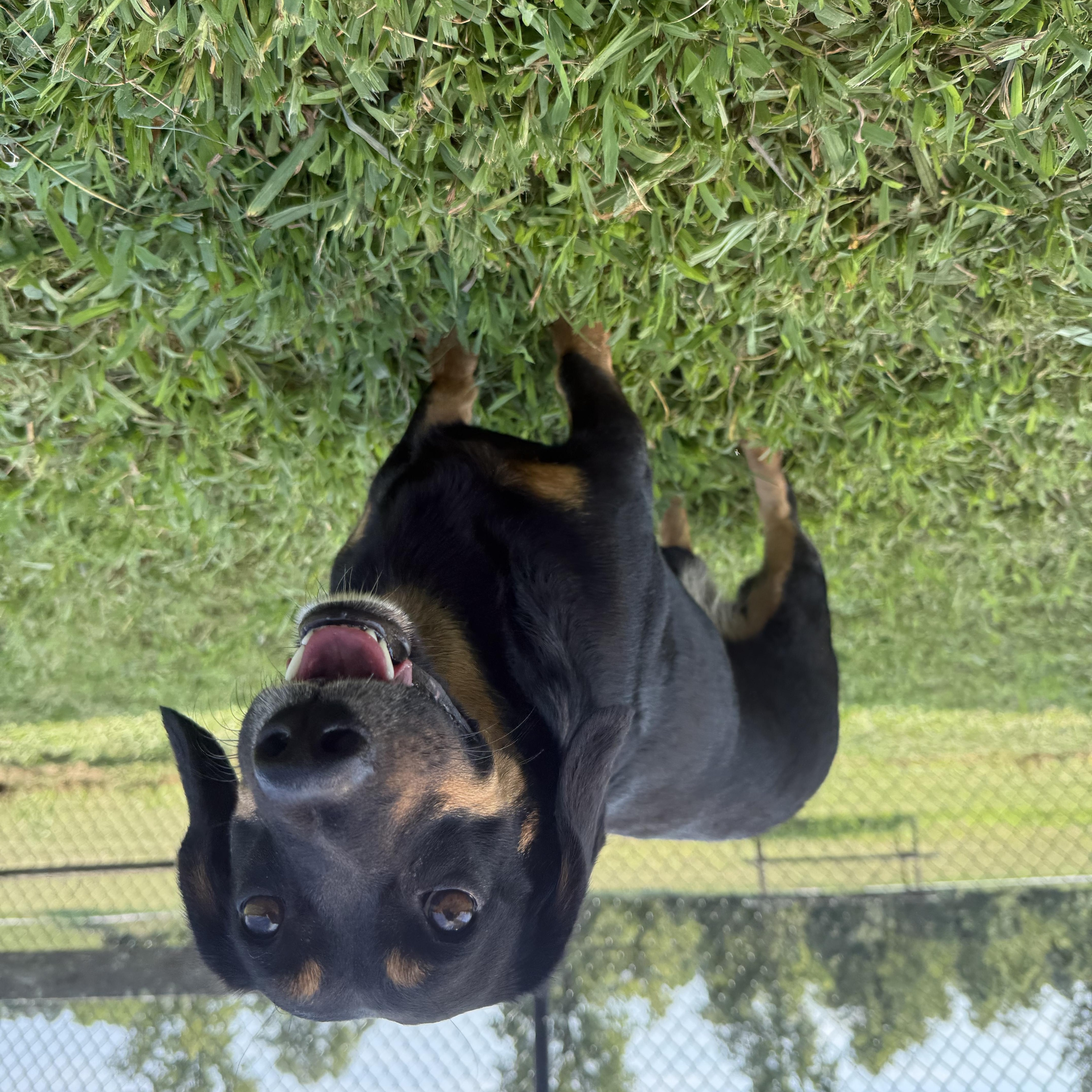 Winston, a Adopted Dachshund in Nashville, TN image 3/4