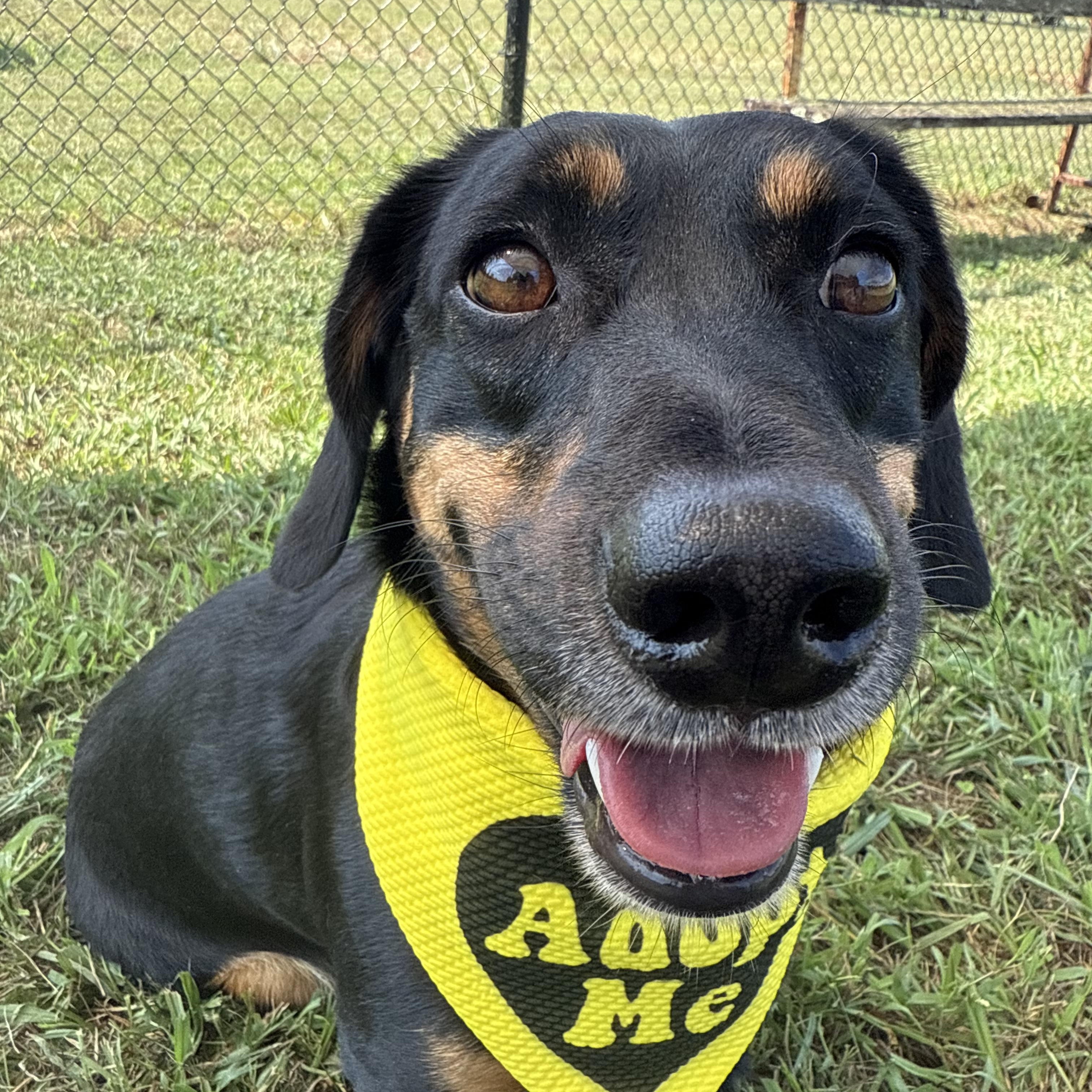 Winston, a Adopted Dachshund in Nashville, TN image 4/4