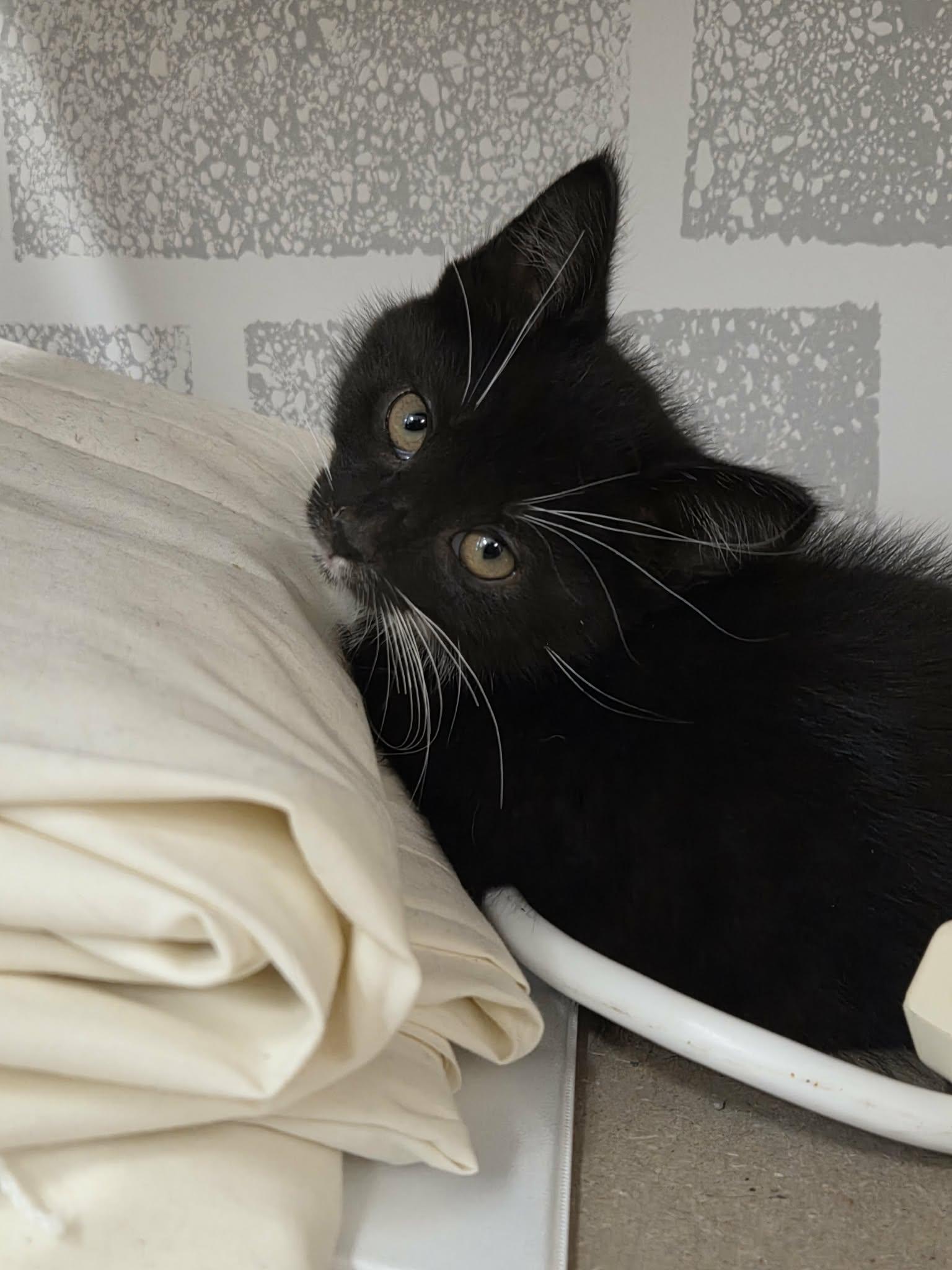Xulia - 10841, ADOPTABLE, Kitten Female Domestic Short Hair.