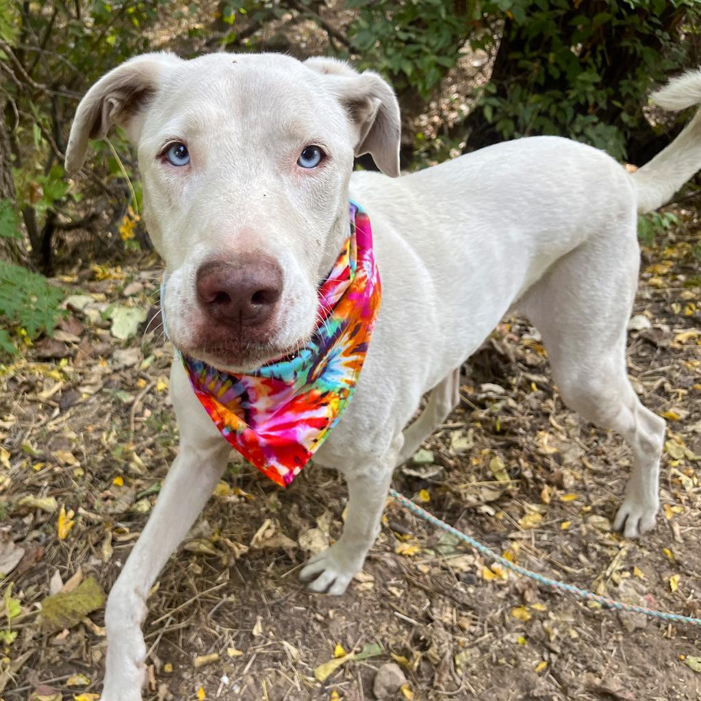 Xylo — thumbnail 2