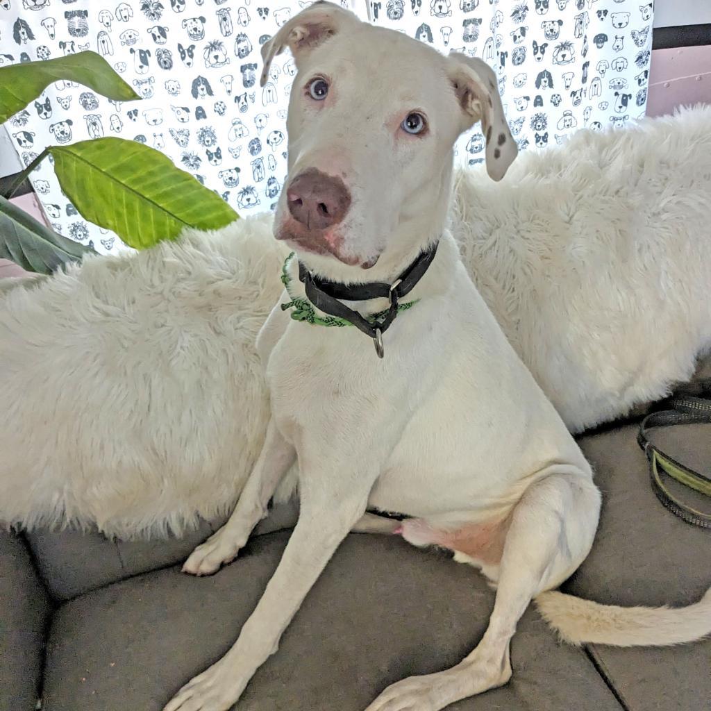 Xylo — thumbnail 3