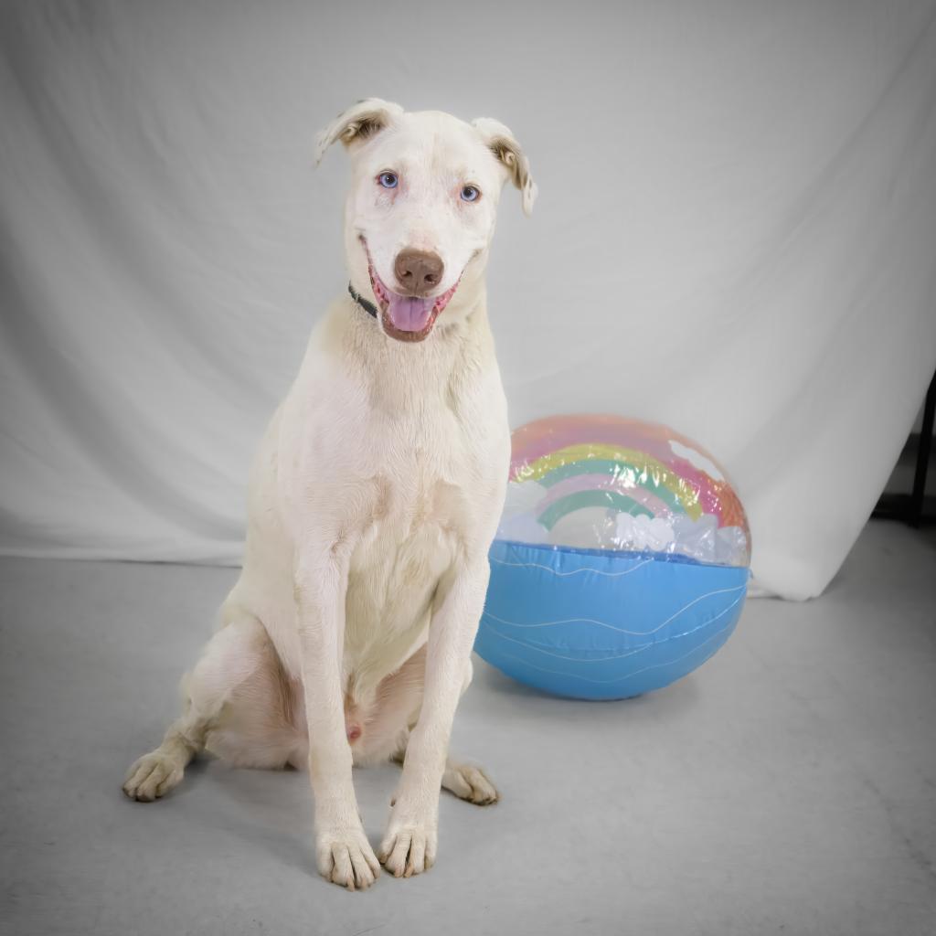 Xylo — thumbnail 4