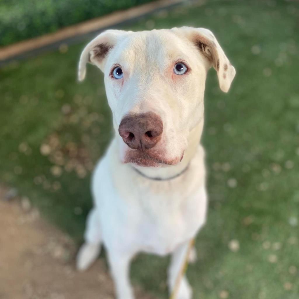 Xylo — thumbnail 5