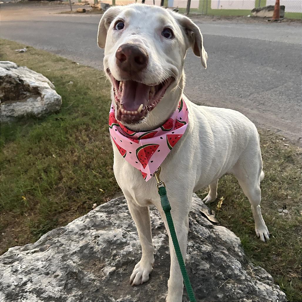 Xylo — thumbnail 6