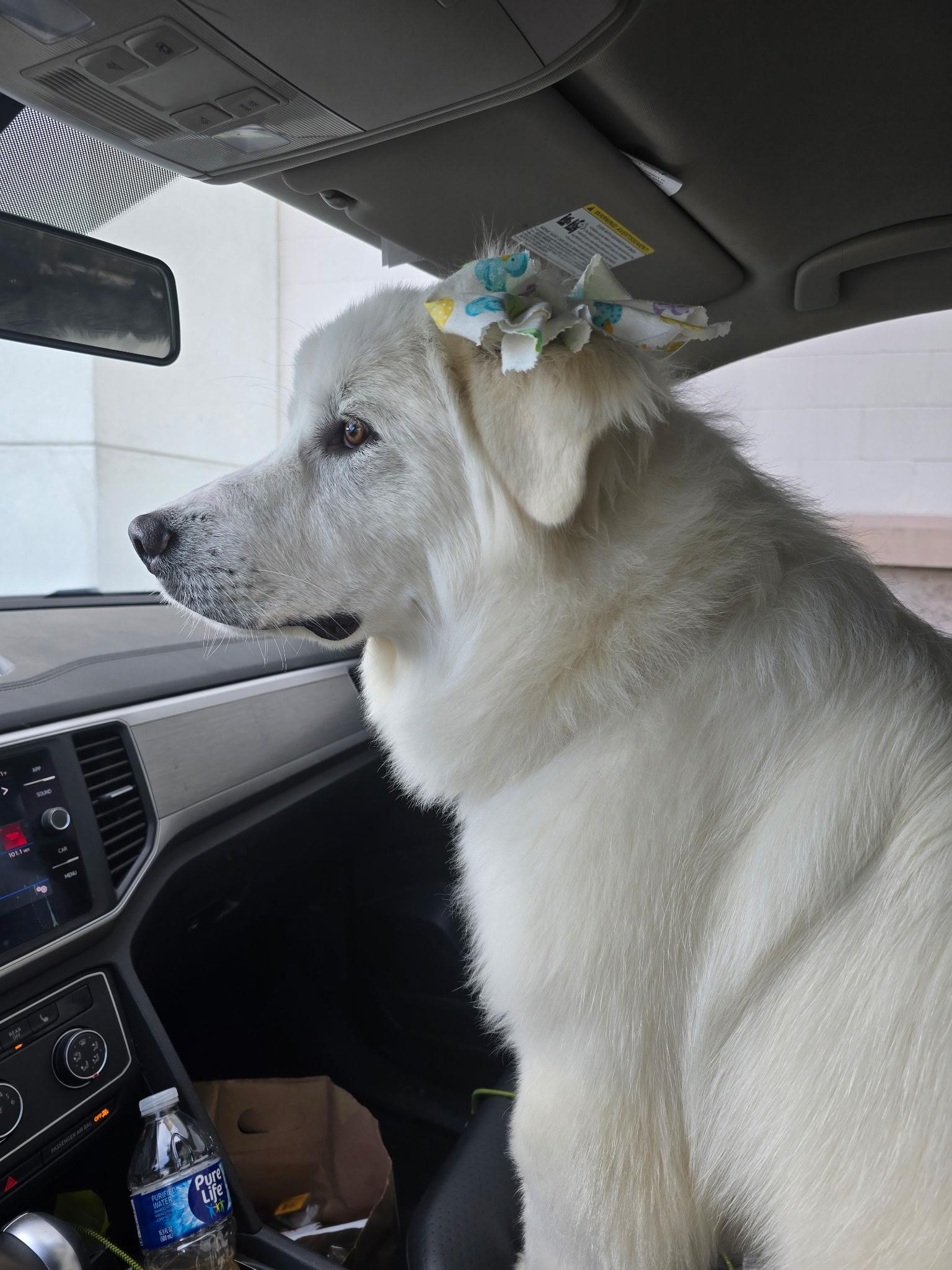 Precious, Adoptable, Young Female Great Pyrenees.