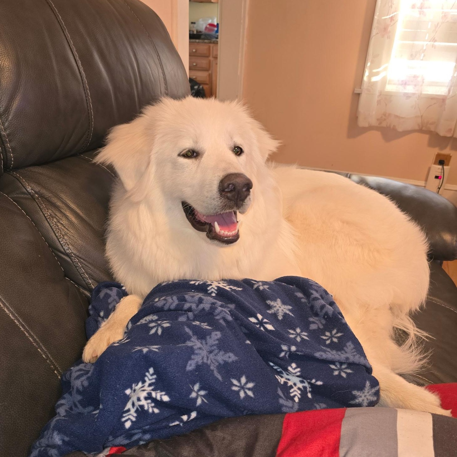 Enlarge Precious, a Adoptable Great Pyrenees in Reading, MA image 2/6