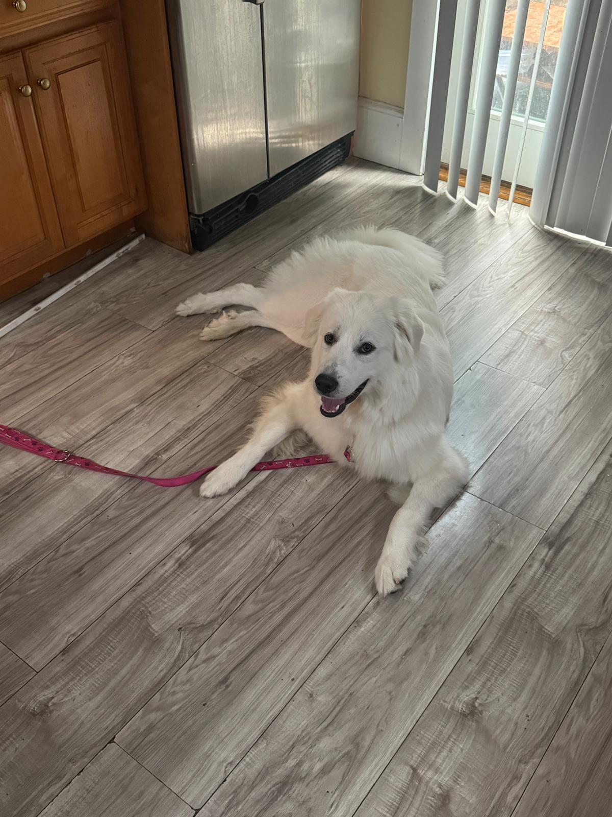 Enlarge Precious, a Adoptable Great Pyrenees in Reading, MA image 4/6