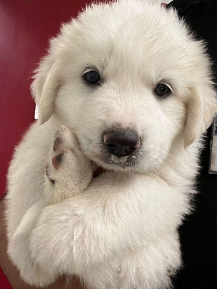 Enlarge Precious, a Adoptable Great Pyrenees in Reading, MA image 6/6