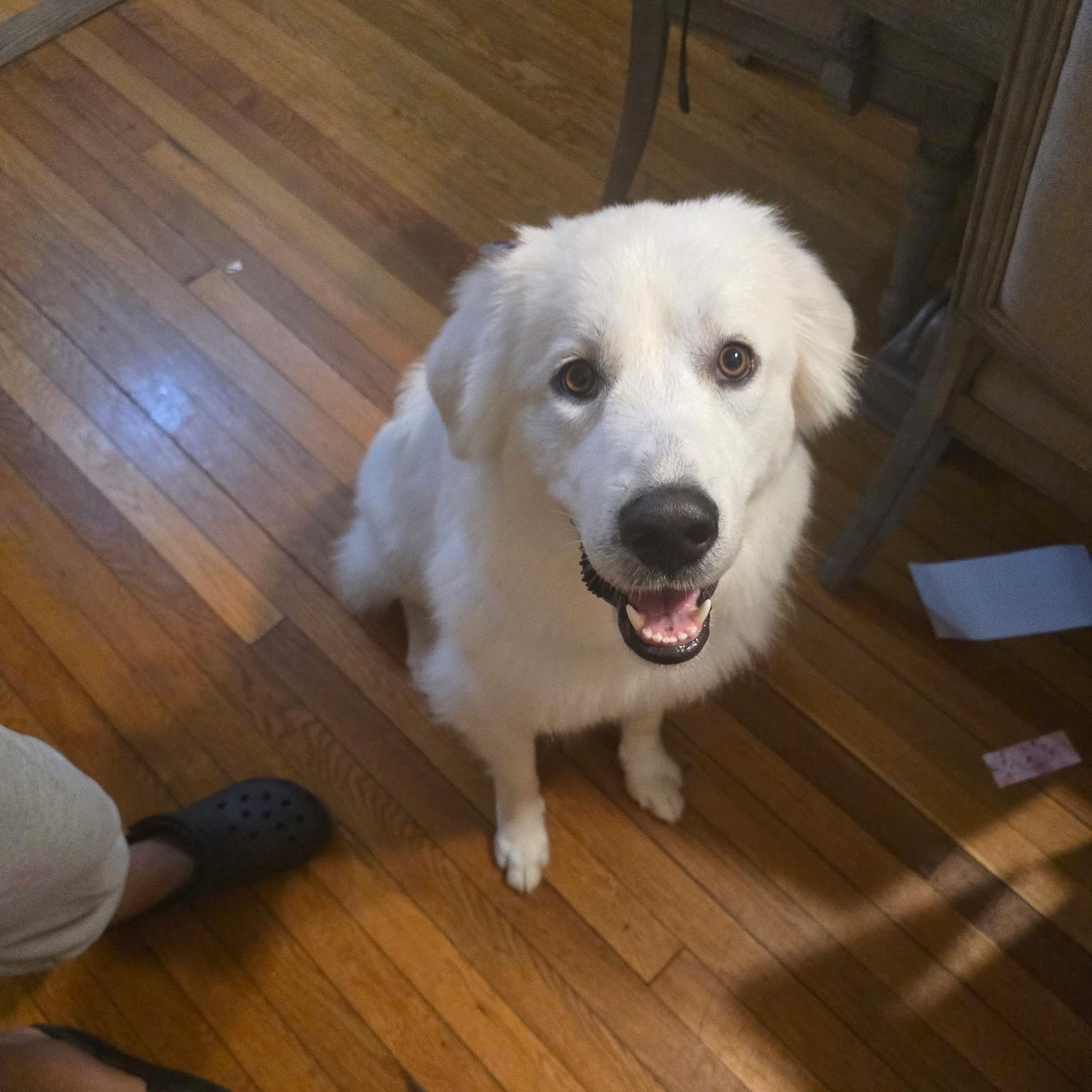 Enlarge Precious, a Adoptable Great Pyrenees in Reading, MA image 1/6