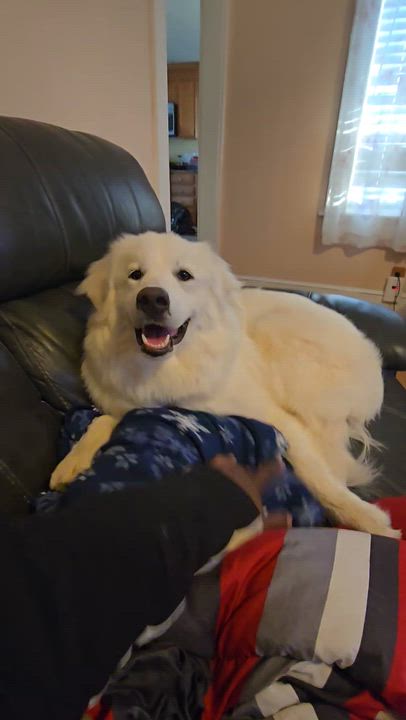 Enlarge Precious, a Adoptable Great Pyrenees in Reading, MA video 5/6