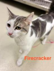 Enlarge FIRECRACKER, a ADOPTABLE Domestic Short Hair in Cicero, IL image 1/1