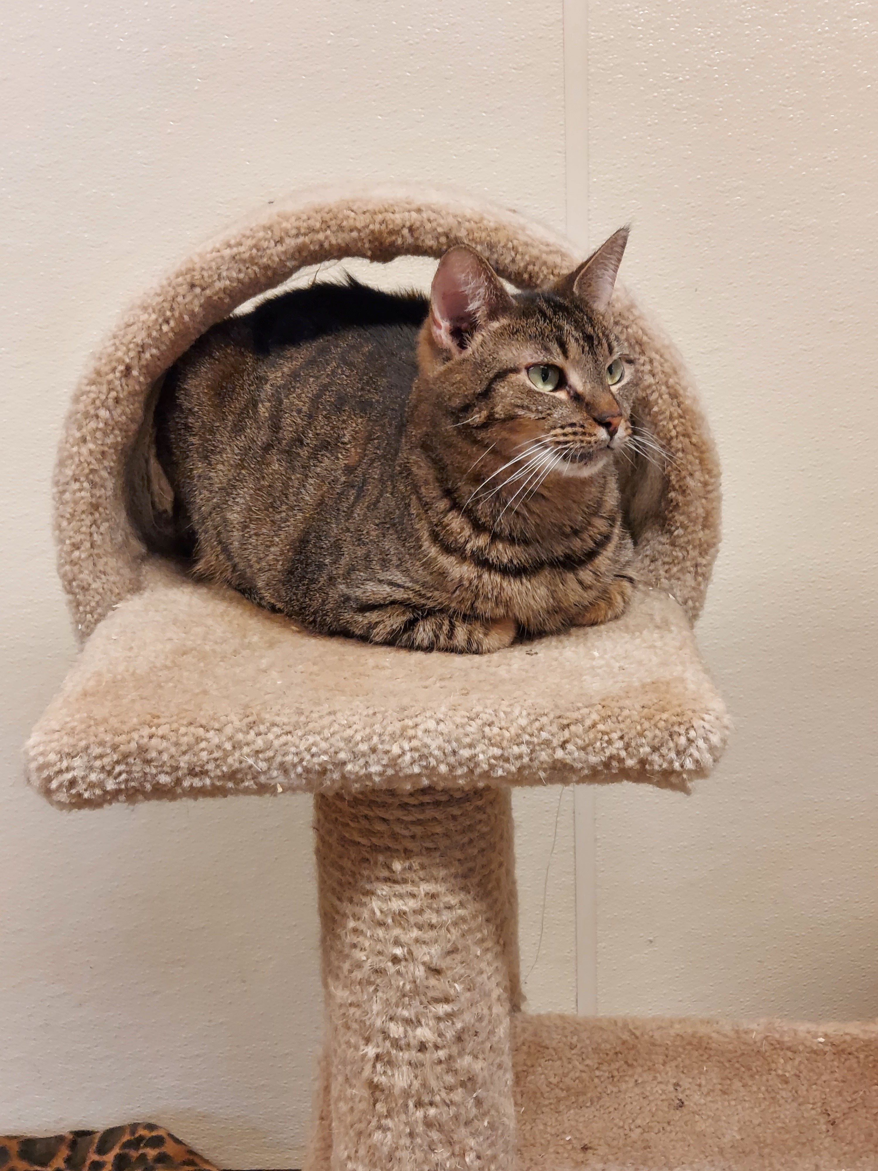 Enlarge Juliet, a Adoptable Domestic Short Hair in Cape May Court House, NJ image 1/8