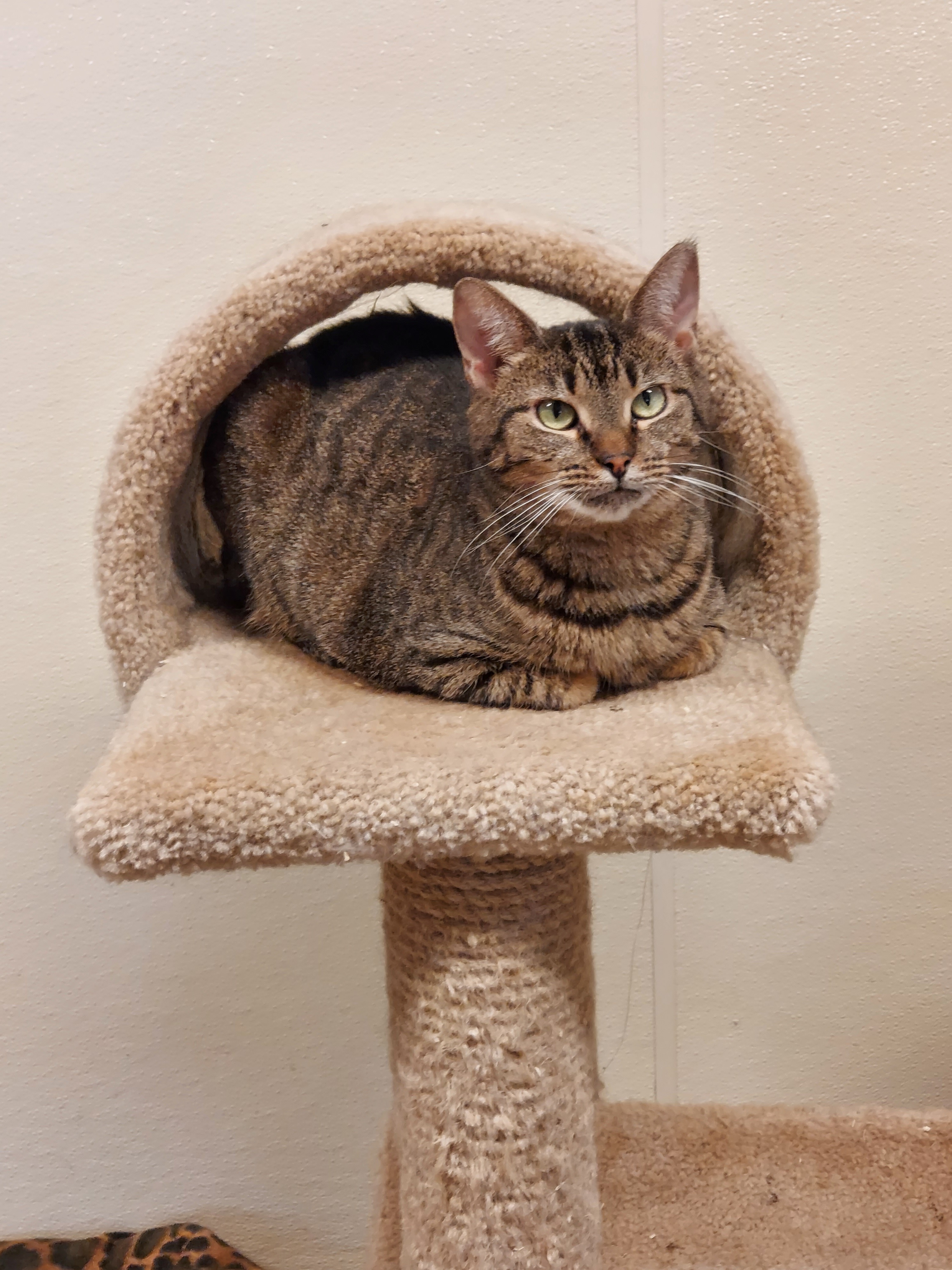 Enlarge Juliet, a Adoptable Domestic Short Hair in Cape May Court House, NJ image 2/8