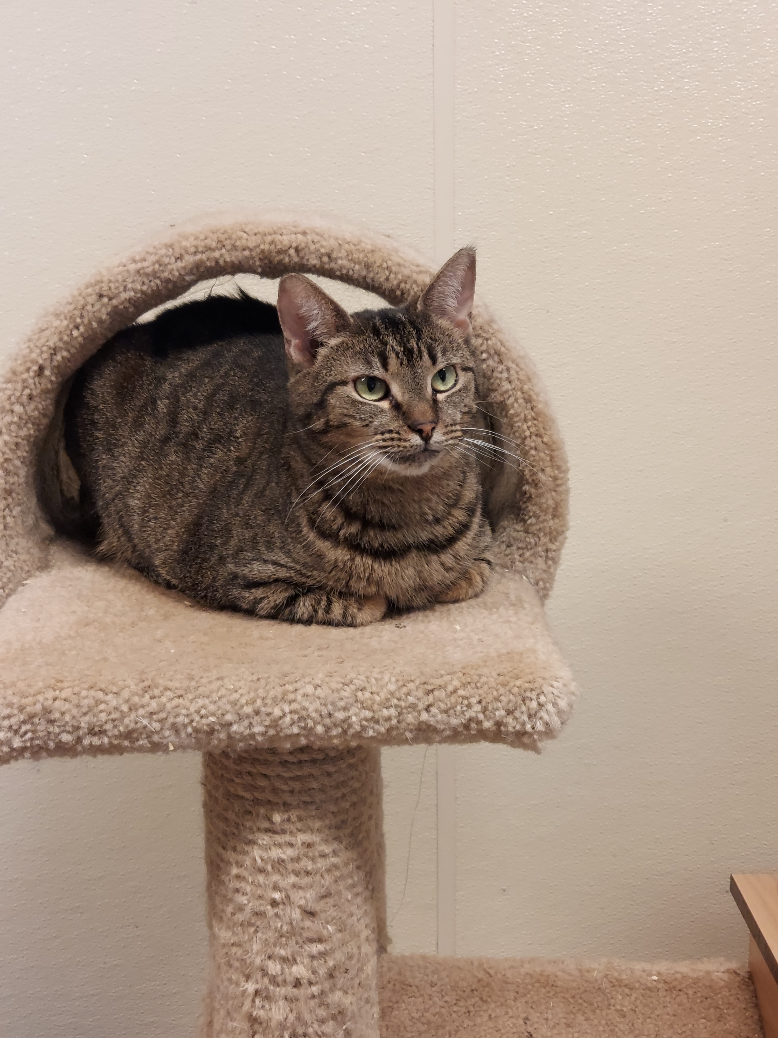 Enlarge Juliet, a Adoptable Domestic Short Hair in Cape May Court House, NJ image 3/8