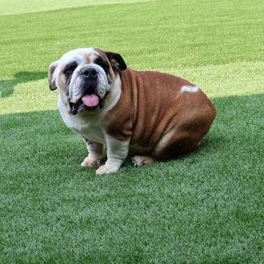 Poppy, ADOPTABLE, Young Female English Bulldog.