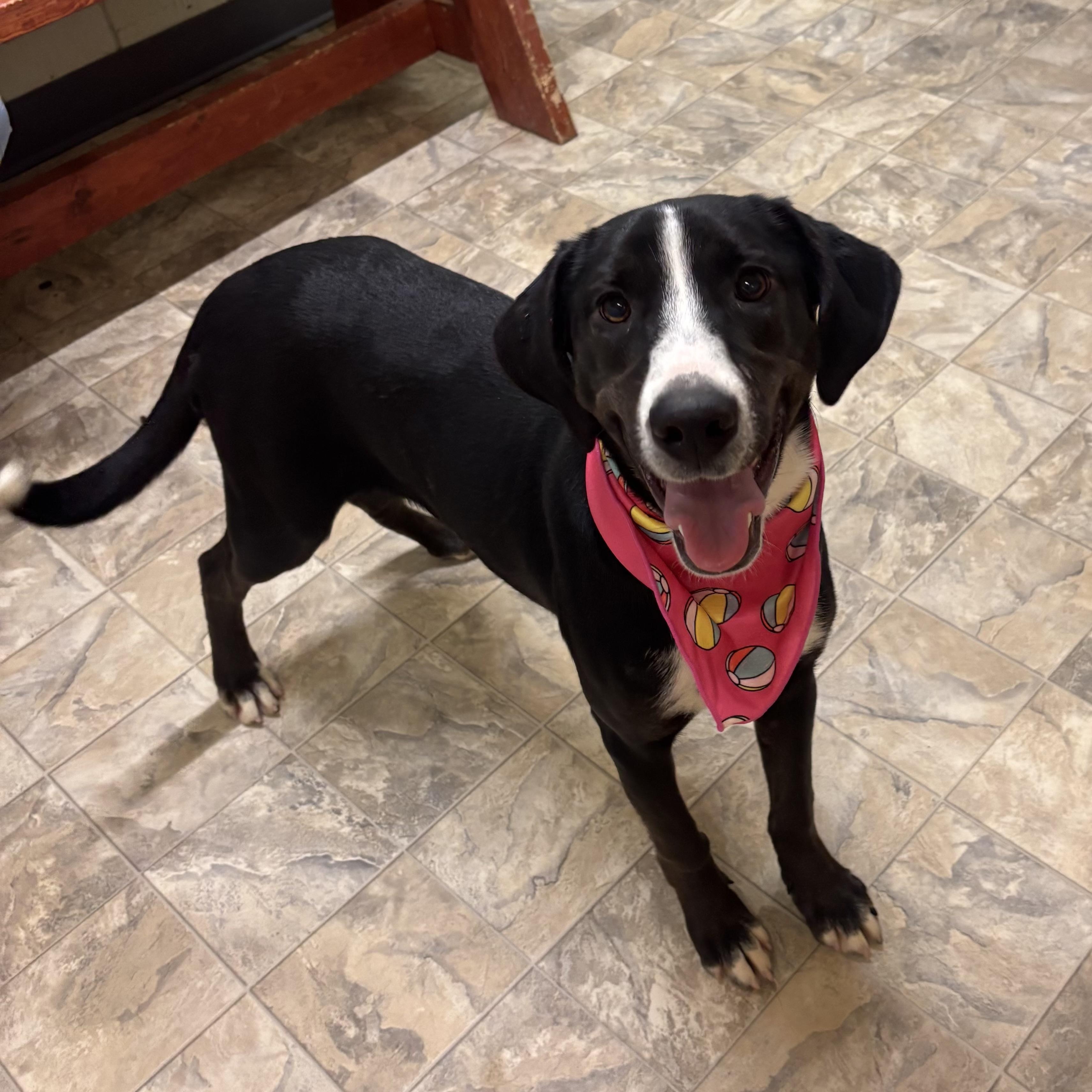 Enlarge Leah, an adopted mixed breed in Pilot Point, TX image 1/1