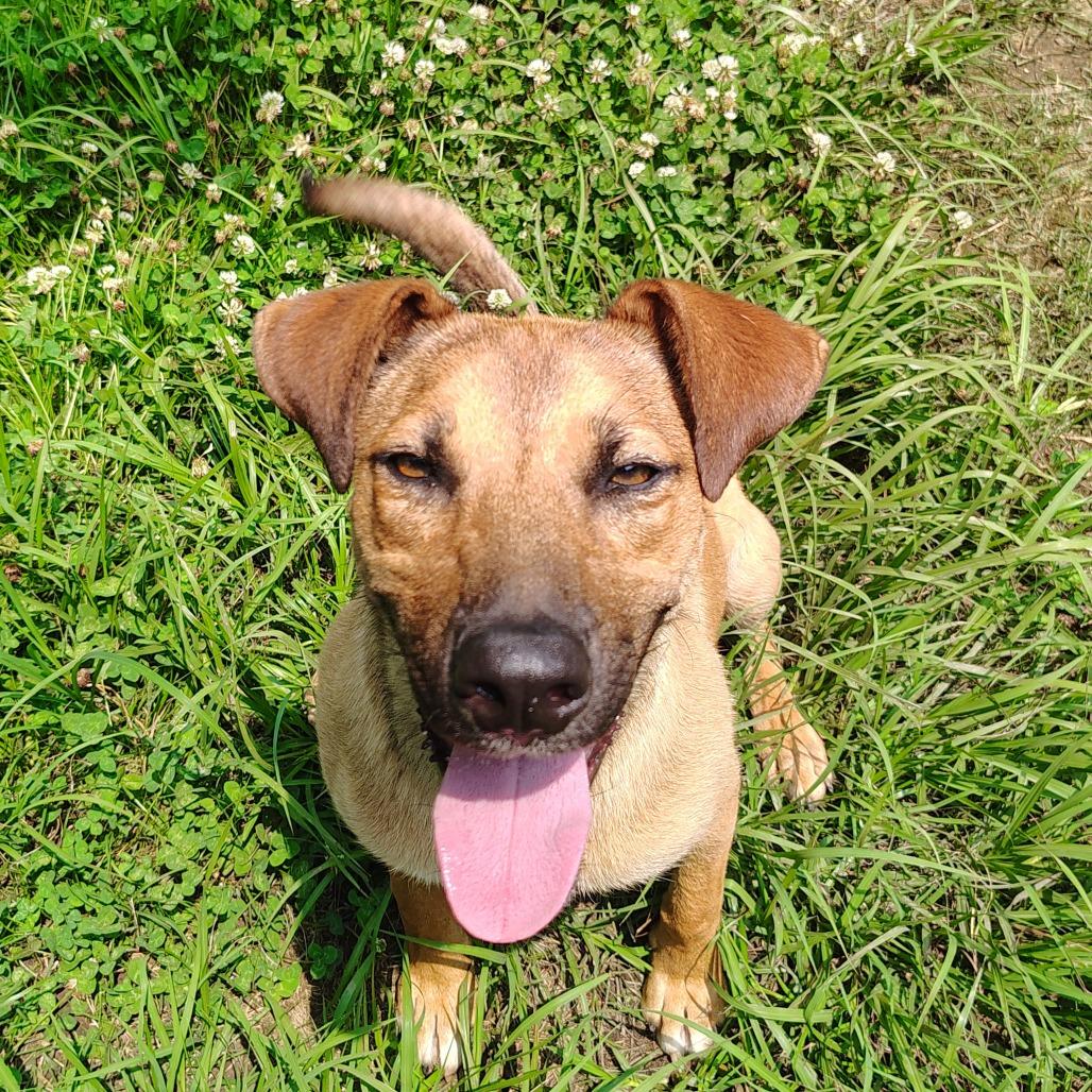 Enlarge Salsa, a Adoptable mixed breed in Tylertown, MS image 1/6