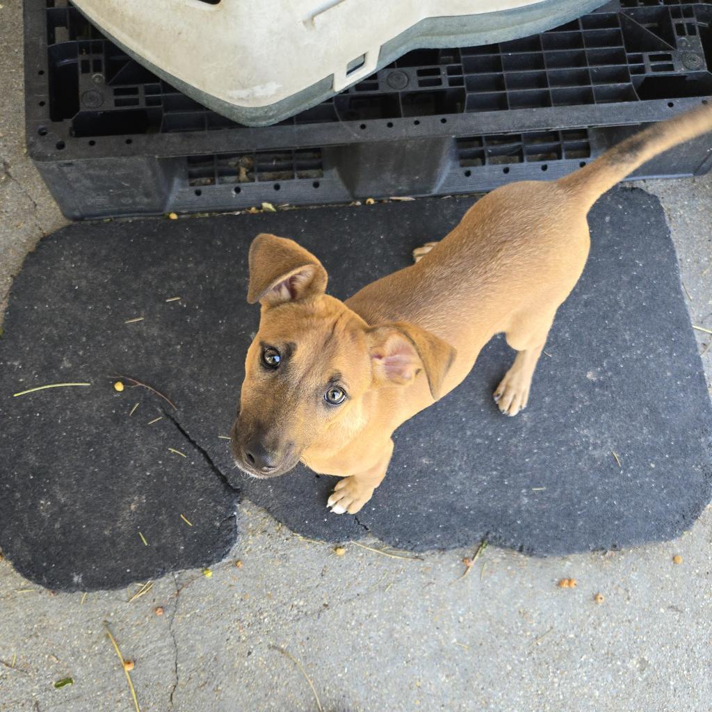 Enlarge Salsa, a Adoptable mixed breed in Tylertown, MS image 2/6