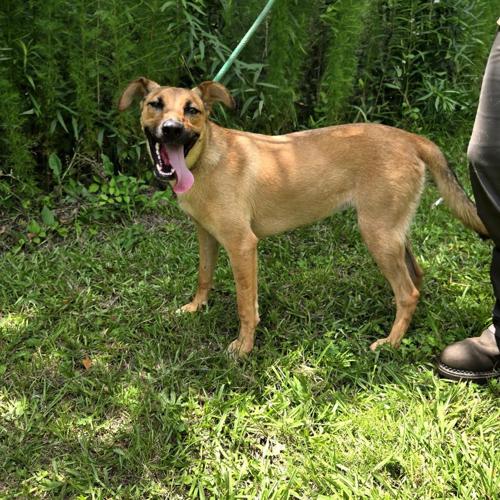 Enlarge Salsa, a Adoptable mixed breed in Tylertown, MS image 3/6