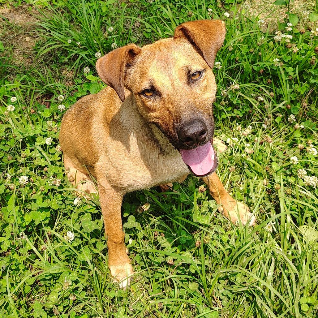 Enlarge Salsa, a Adoptable mixed breed in Tylertown, MS image 4/6