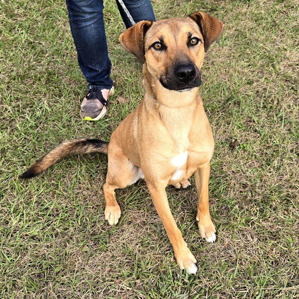Enlarge Salsa, a Adoptable mixed breed in Tylertown, MS image 5/6