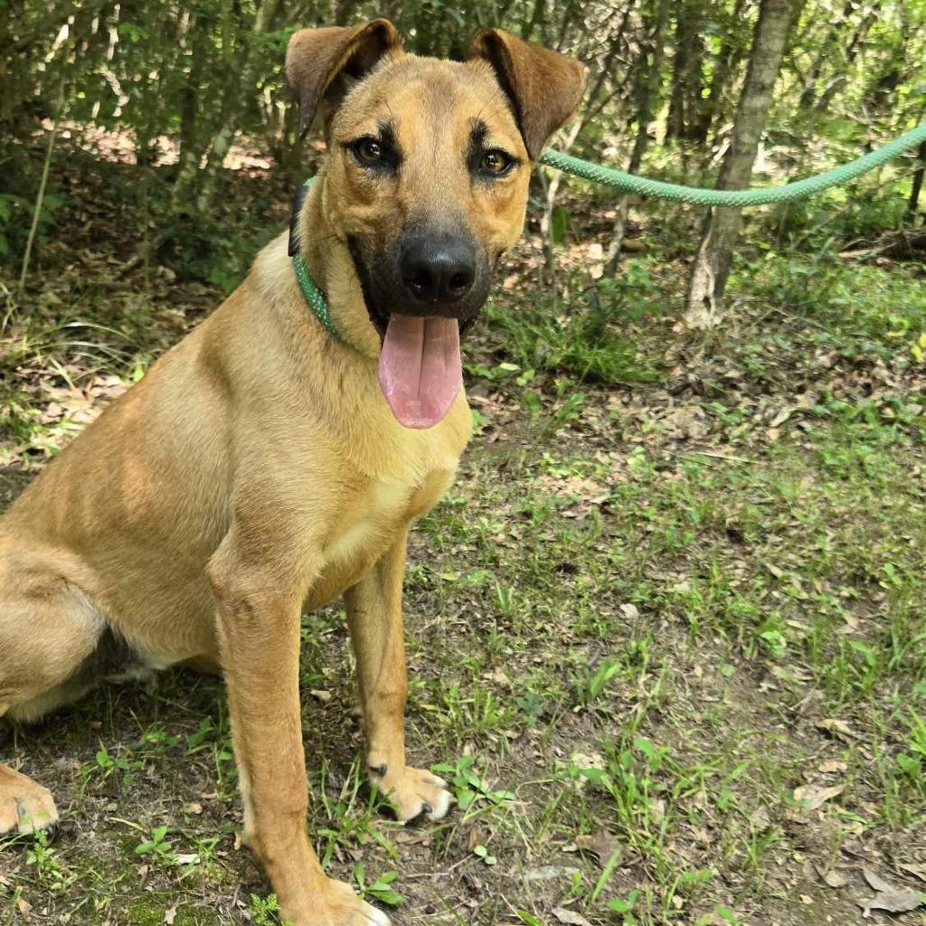Enlarge Salsa, a Adoptable mixed breed in Tylertown, MS image 6/6
