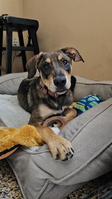 MILO, Adoptable, Young Male Treeing Walker Coonhound & Labrador Retriever.