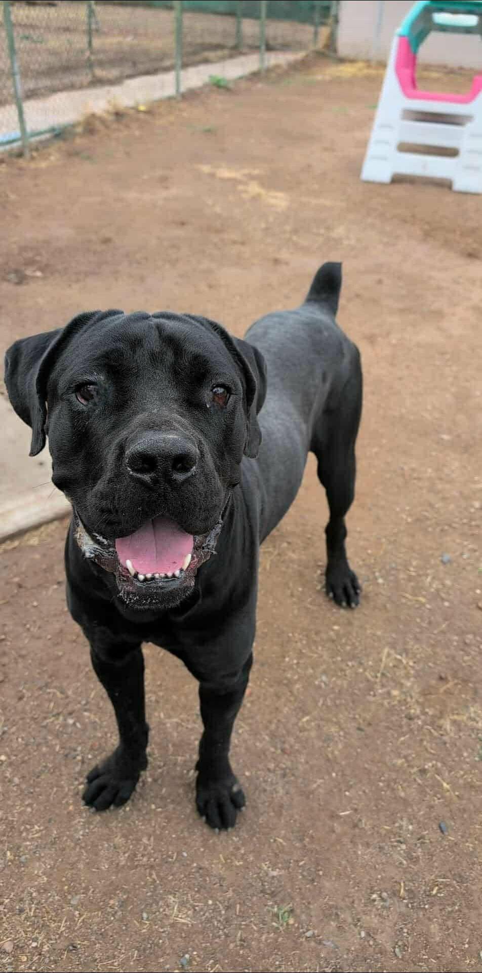 Thor, Adoptable, Adult Male Cane Corso.