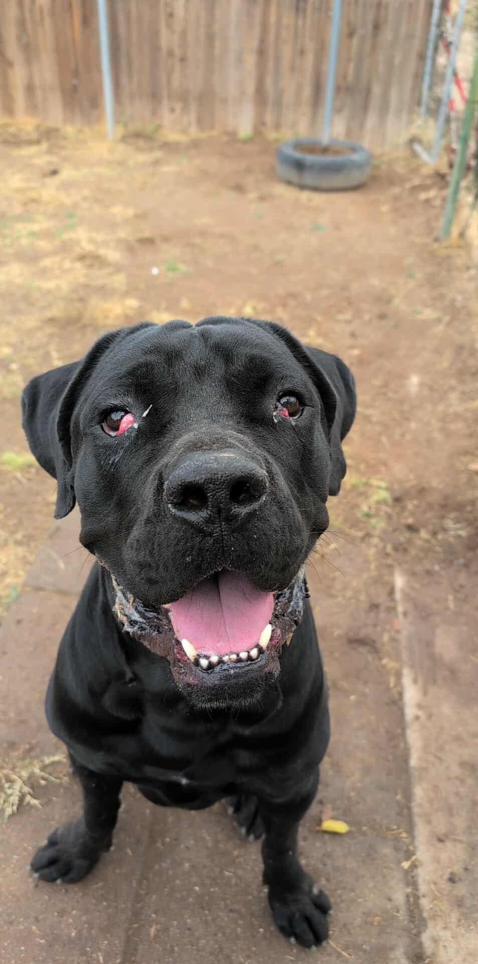 Enlarge Thor, a Adoptable Cane Corso in Phoenix, AZ image 1/3