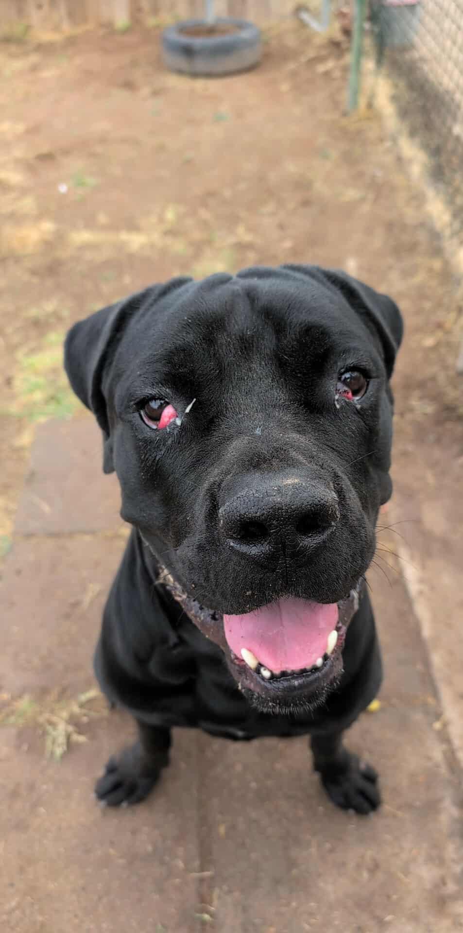 Enlarge Thor, a Adoptable Cane Corso in Phoenix, AZ image 2/3