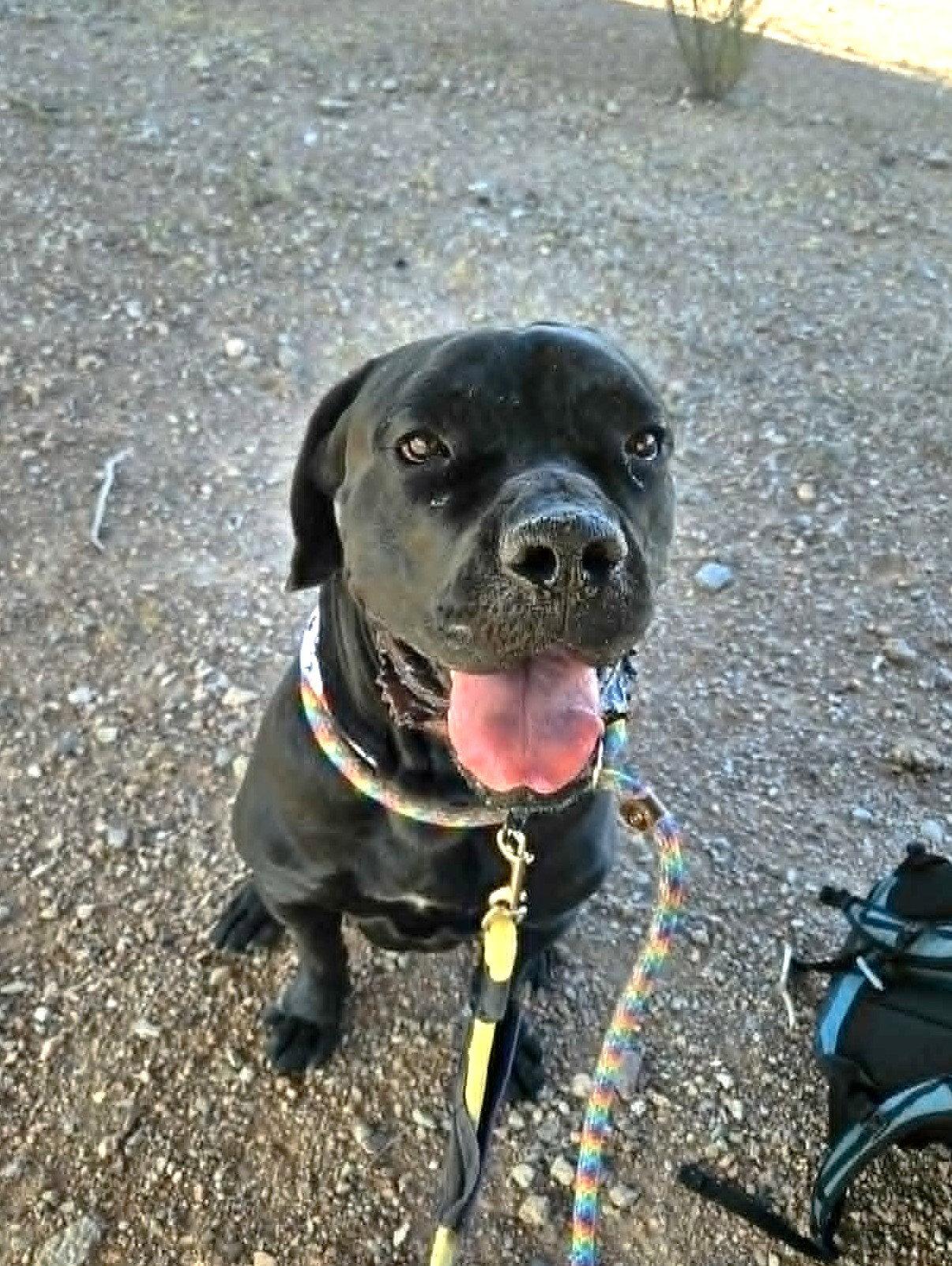 Enlarge Thor, a Adoptable Cane Corso in Phoenix, AZ image 1/3