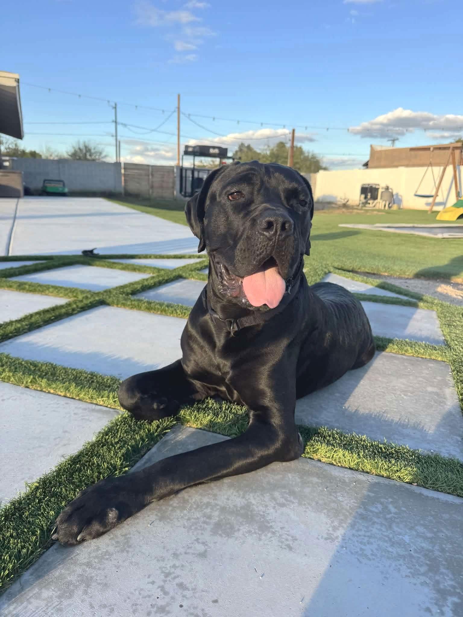 Enlarge Thor, a Adoptable Cane Corso in Phoenix, AZ image 2/3