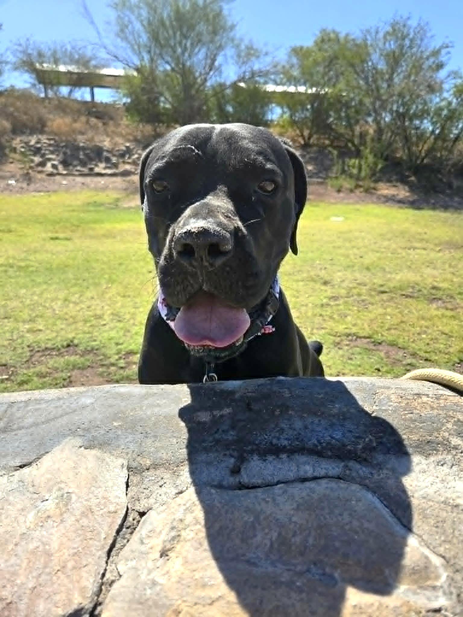 Enlarge Thor, a Adoptable Cane Corso in Phoenix, AZ image 2/3