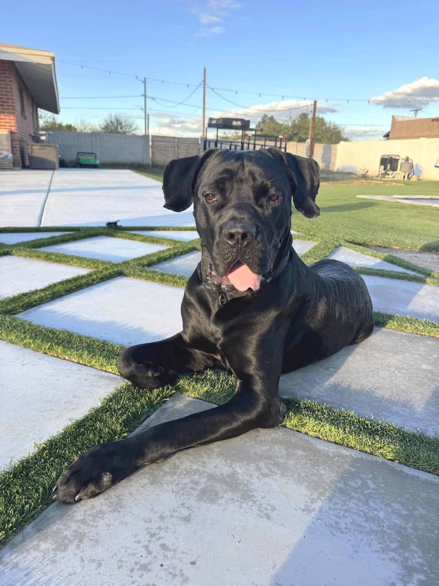 Enlarge Thor, a Adoptable Cane Corso in Phoenix, AZ image 3/3