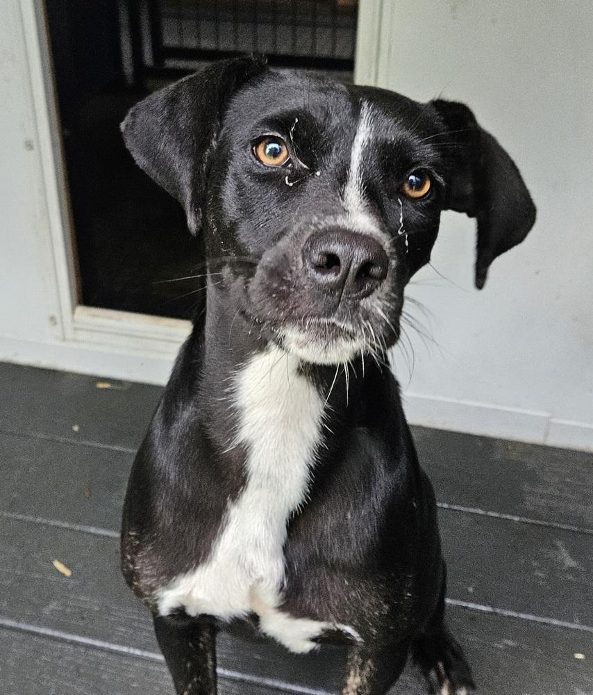 Enlarge Riley, a Adoptable mixed breed in Ridgeland, SC image 1/2