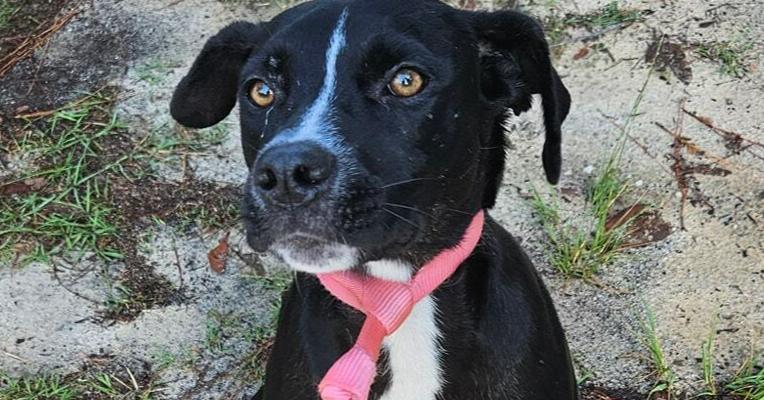 Enlarge Riley, a Adoptable mixed breed in Ridgeland, SC image 2/2
