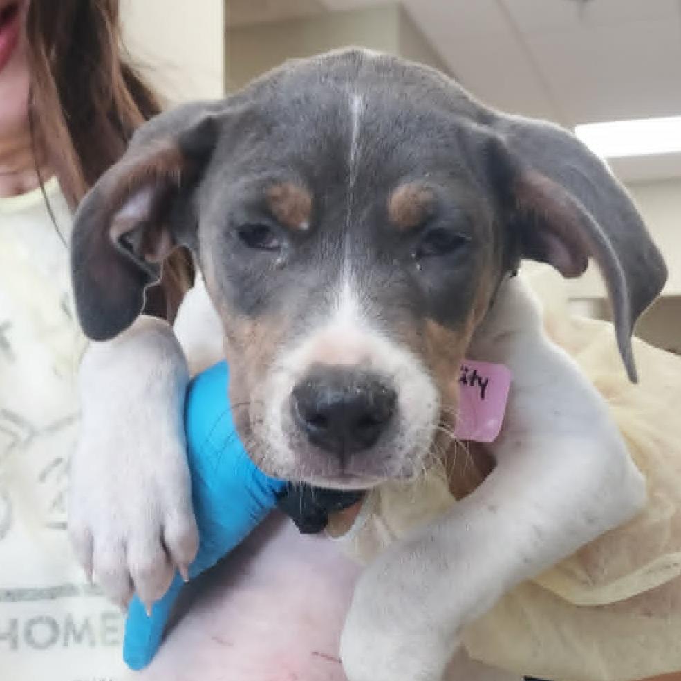 Enlarge Lucky, a Adoptable mixed breed in Milan, IL image 1/6