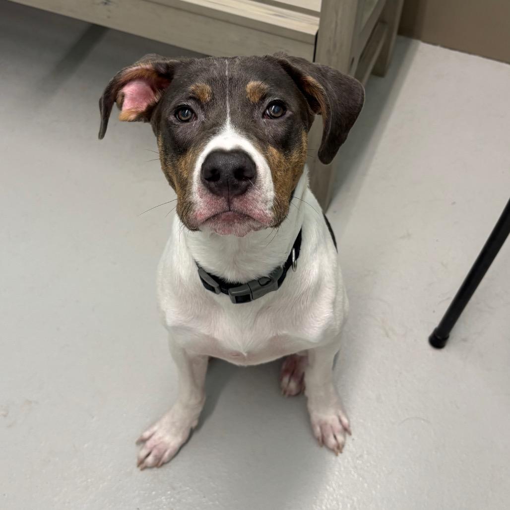 Enlarge Lucky, a Adoptable mixed breed in Milan, IL image 2/6