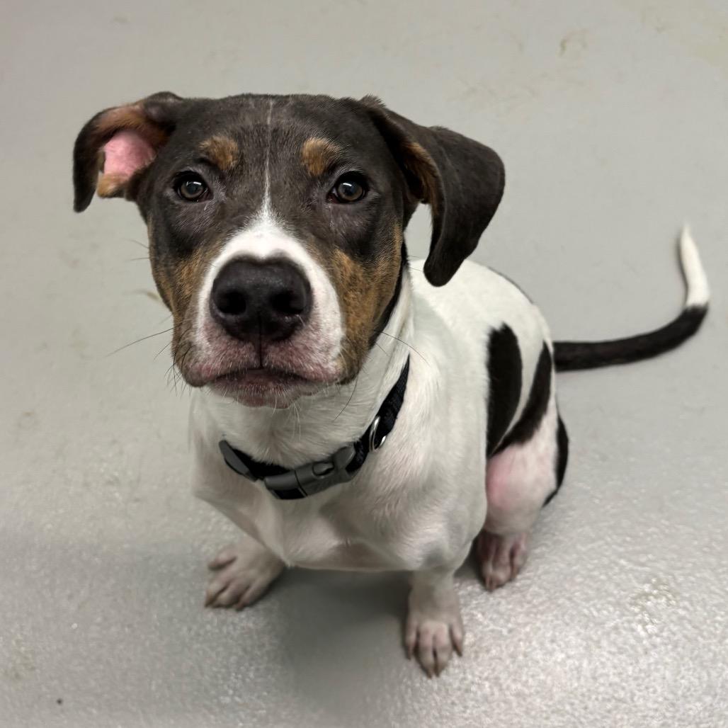 Enlarge Lucky, a Adoptable mixed breed in Milan, IL image 3/6
