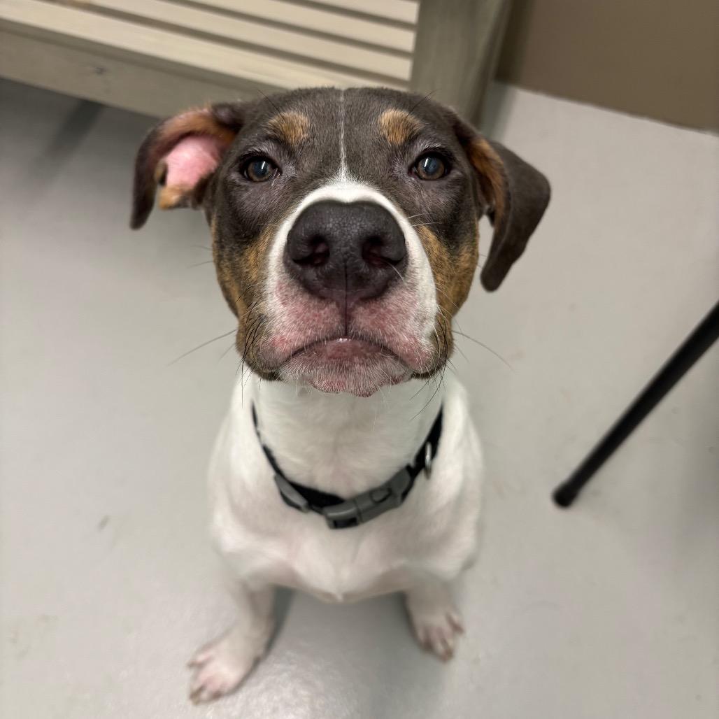 Enlarge Lucky, a Adoptable mixed breed in Milan, IL image 4/6