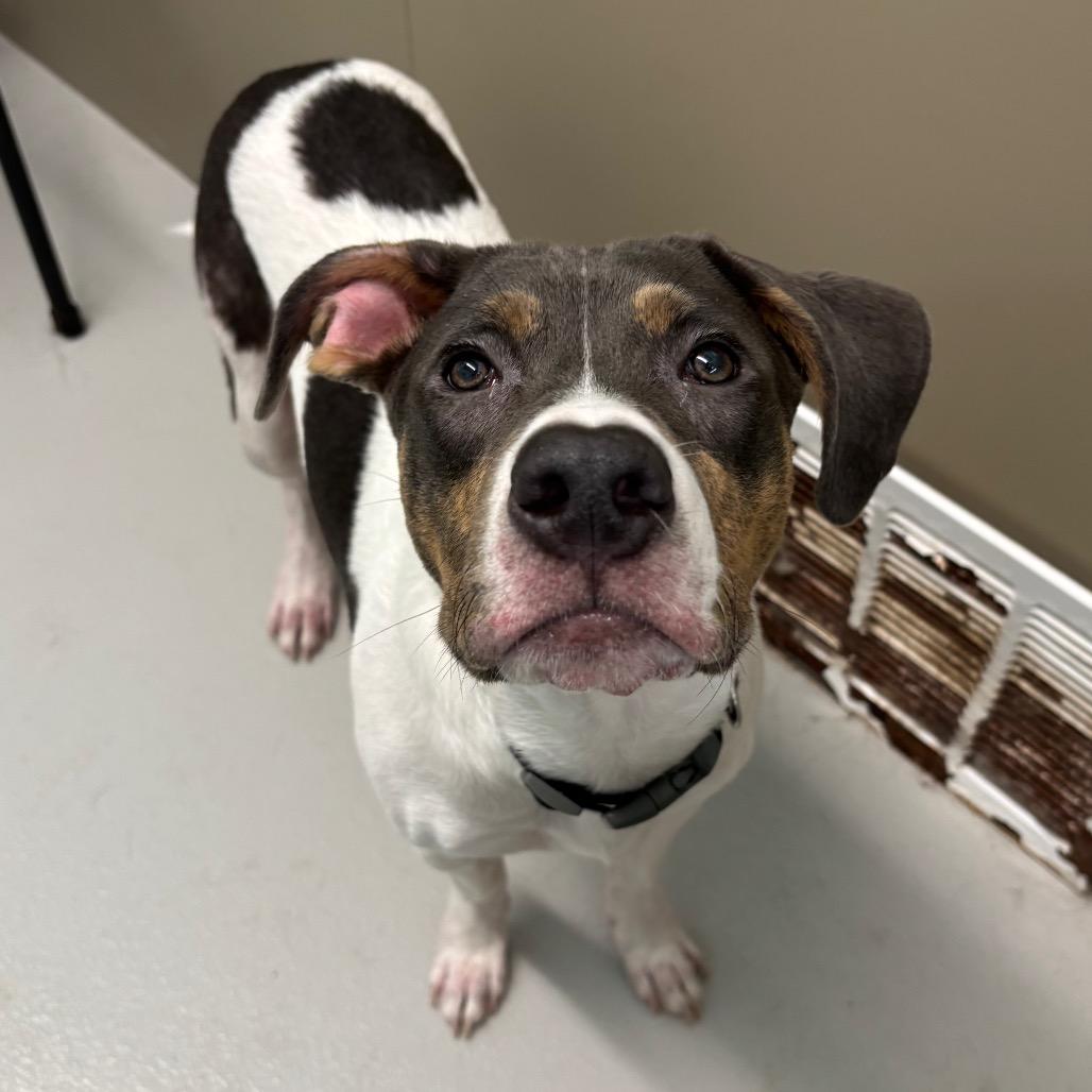 Enlarge Lucky, a Adoptable mixed breed in Milan, IL image 5/6