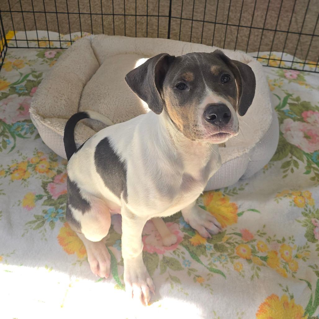 Enlarge Lucky, a Adoptable mixed breed in Milan, IL image 6/6