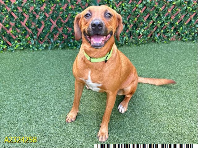 Enlarge BINX, a Adoptable Mixed Breed in West Palm Beach, FL image 1/1