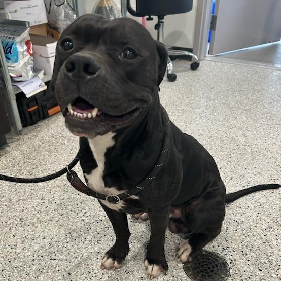 Enlarge Trapper, a Adoptable mixed breed in Carlyle, IL image 1/1