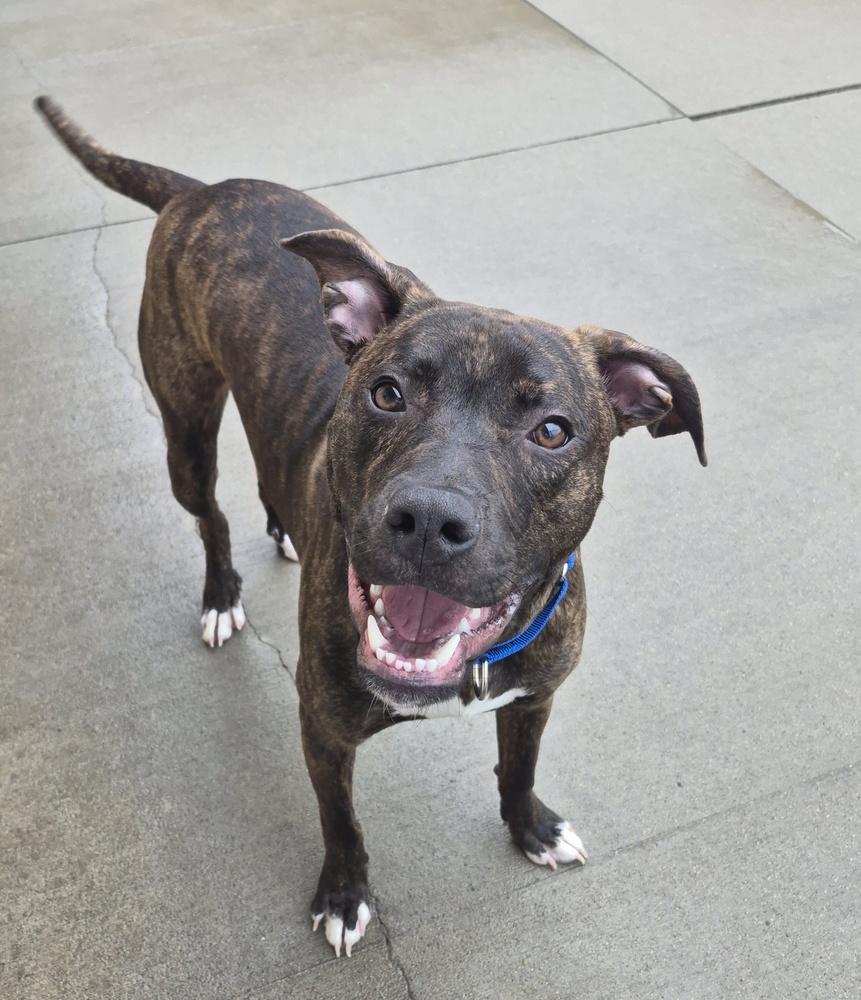 Enlarge Blinkin, a ADOPTABLE mixed breed in Mansfield, OH image 1/1