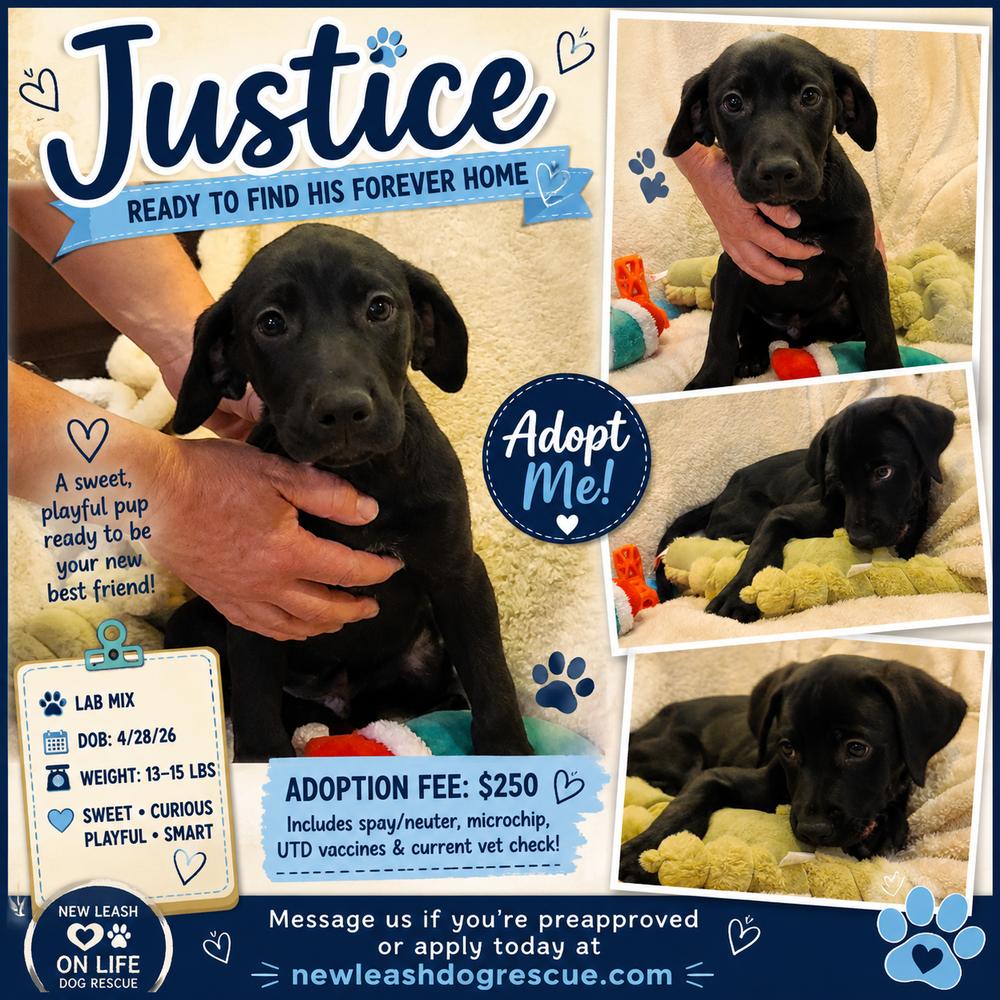 Justice, Adoptable, Puppy Male Labrador Retriever & Terrier.