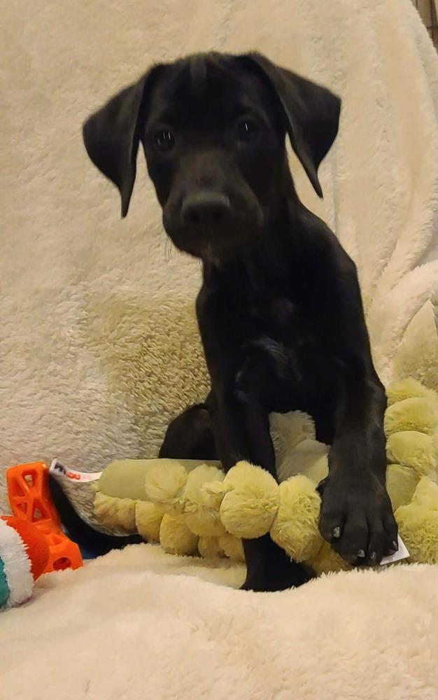 Justice, a Adoptable mixed breed in Rockland, WI image 2/6
